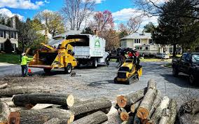 Professional Tree Care in Carpinteria, CA